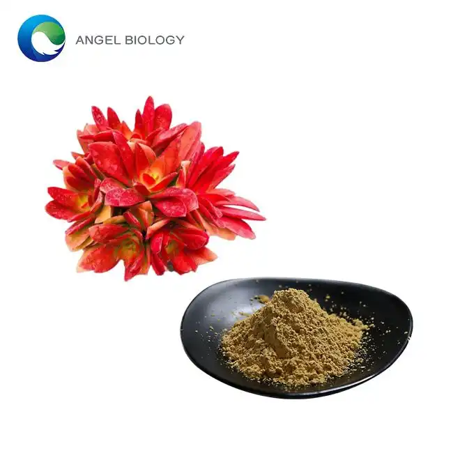 How Does Rhodiola Rosea Extract Powder Boost the Immune System?